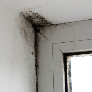Ramifications Of Untreated Mould - Rental