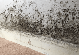 Property Damage Caused From Mould