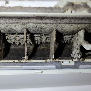 Ramifications Of Untreated Mould - Rental